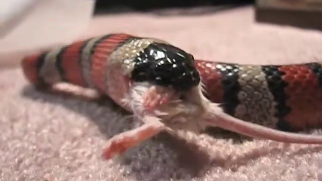 Kingsnake attacks mouse, Lampropeltis ruthveni, close-up macro video of feeding on mouse смотреть онлайн