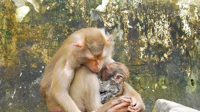 Million Tea!... Help Cute Baby Monkey... l Mom Not Love.. Nice Clip Video Monkey l Cute Monkey смотреть онлайн