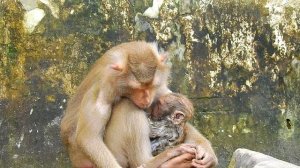 Million Tea!... Help Cute Baby Monkey... l Mom Not Love.. Nice Clip Video Monkey l Cute Monkey
