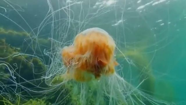 Bu denizanasının devasa olduğunu düşünüyorsanız смотреть онлайн