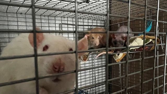 ТА САМАЯ МЫШЬ! // Обзор самой уникальный мышки