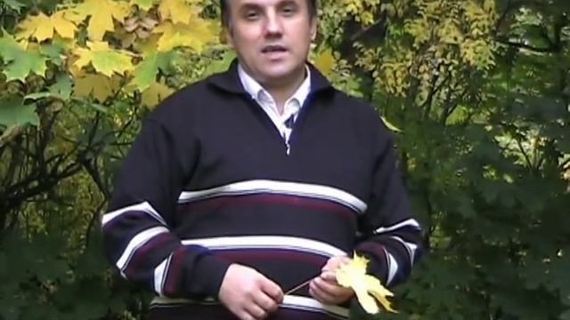 Maestro - Ты похожа на осень.mpg смотреть онлайн