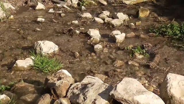 Freshwater crab Potamon potamios in the stream. Upper Galilee, Israel смотреть онлайн