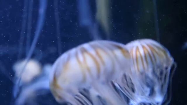 Poisonous Compass Jellyfish at the Berlin Zoo (Zoologischer Garten) part 2 смотреть онлайн