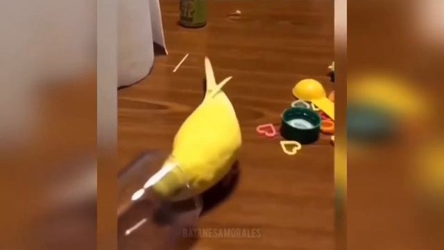 Ежедневный 3 минутный куб Daily 3 minute coub#49 смотреть онлайн