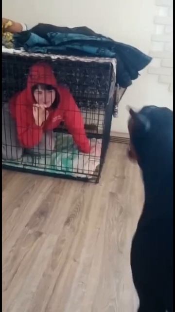 Безбашенные дети доберманистов #доберман #собака #дети #отношения #жизнь #домашниеживотные #dog смотреть онлайн