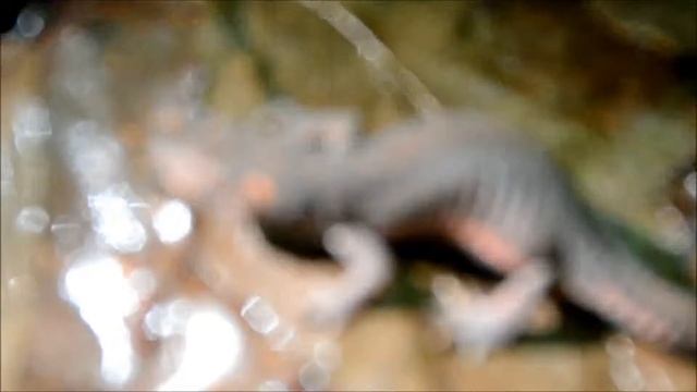 მცირეაზიური ტრიტონი(Ommatotriton ophryticus) смотреть онлайн