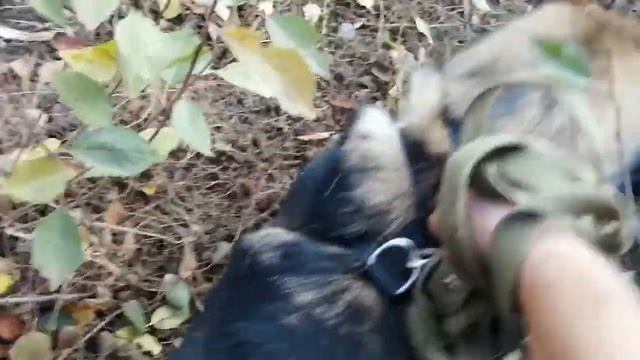 Это произошло!!!! Хантер признал Ханту / Хантер воспитывает Ханту смотреть онлайн