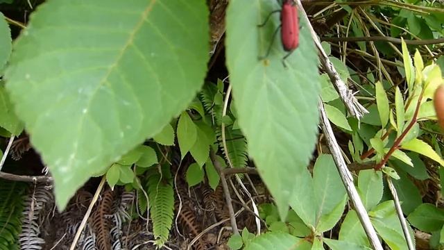 Longhorn Beetle (Purpuricenus spectabilis) ヘリグロベニカミキリの擬死落下と飛翔 смотреть онлайн