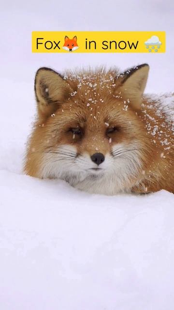 Looking for hunt ||#viralvideo #animals #snow #fox #shortsfeed #cuteanimals смотреть онлайн