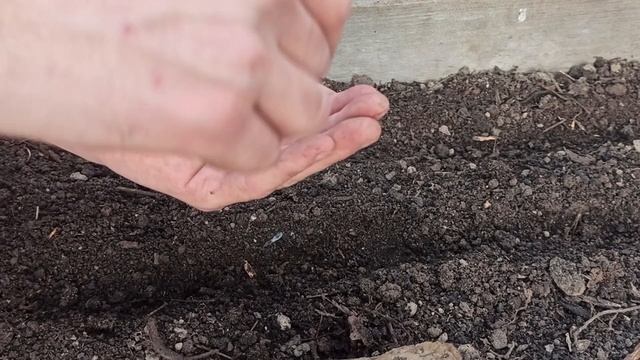 Как произвести успешную посадку на рассаду Капусты и Астры.