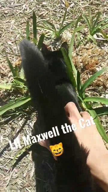 Little Maxwell is in my neighborhood 😸 (Sorry for the camera shake) смотреть онлайн