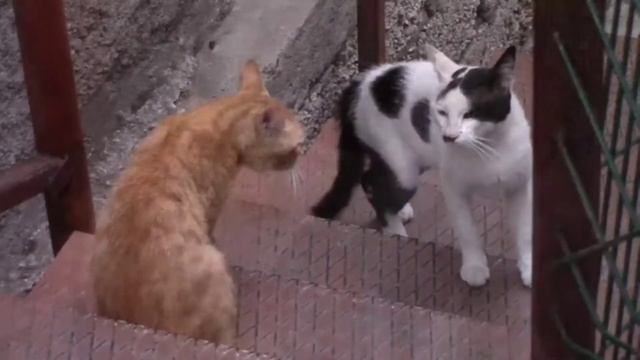 MUSHUKLAR JANGI...