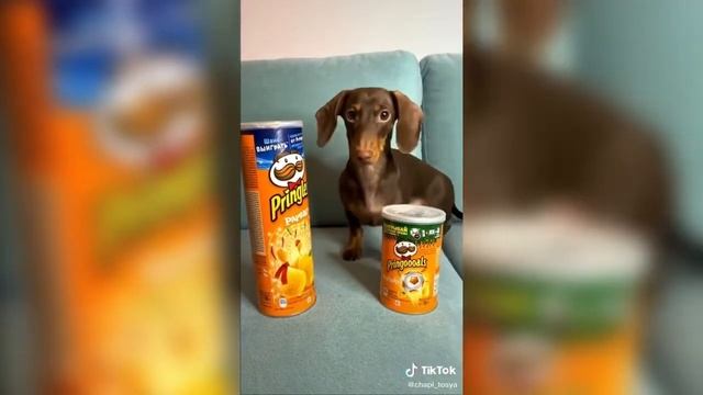 Что выберет Чаппи? смотреть онлайн