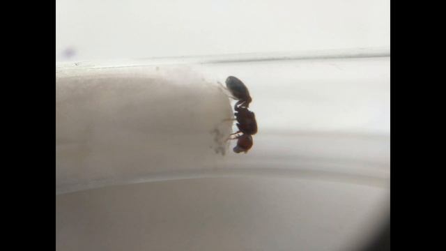 ANT CARE GUIDES EP3 SE1 Pheidole Megacephala! Presented by Ant co смотреть онлайн