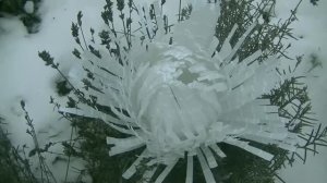 Цветы из пластиковых бутылок для сада .