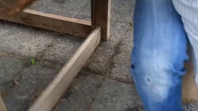 TIMBERLAND Earthkeepers 6824R Newmarket Whitehorse смотреть онлайн