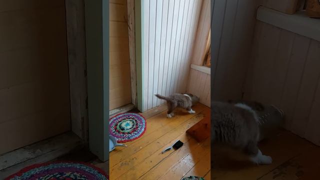 5 литровая бутылка - идеальная игрушка) смотреть онлайн