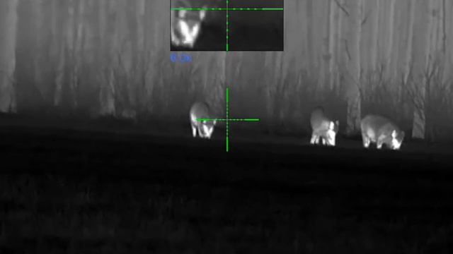 Pulsar Thermion 2 XQ50 PRO. 80kg Boar In Sweden 2023