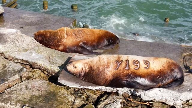 Камчатка и Сивучи