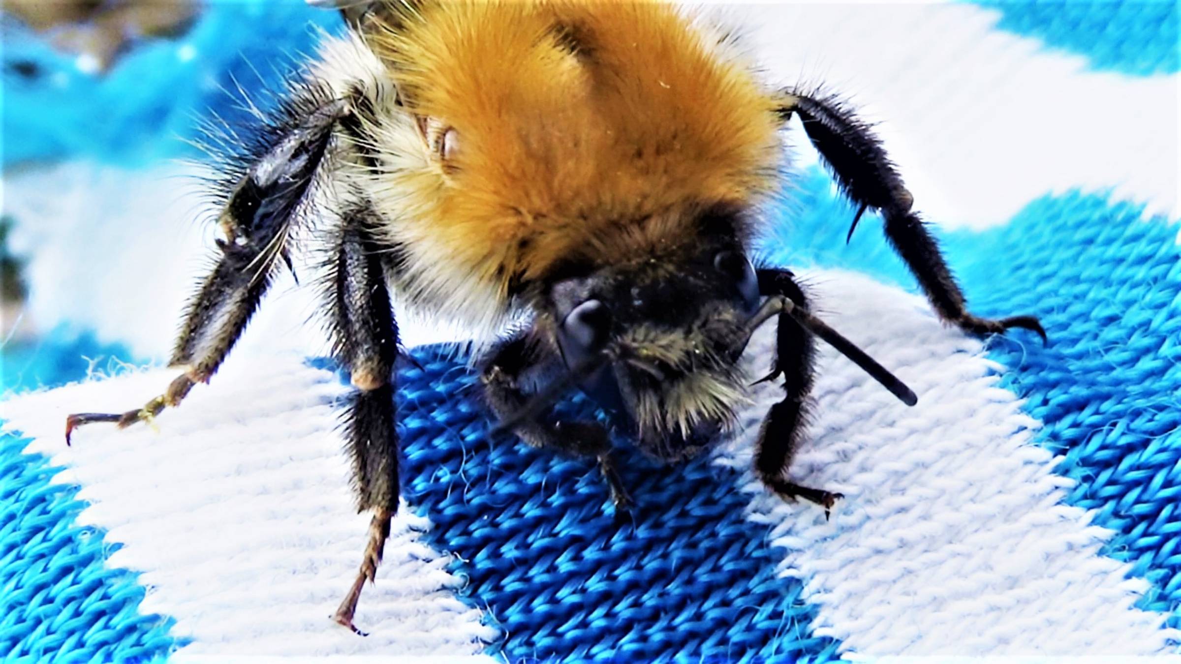 Шмель смотреть онлайн