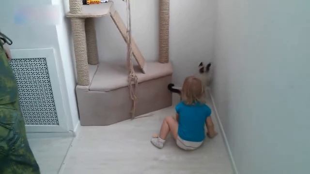Котик бегает за лазерной указкой, а ребёнок смеётся :) смотреть онлайн