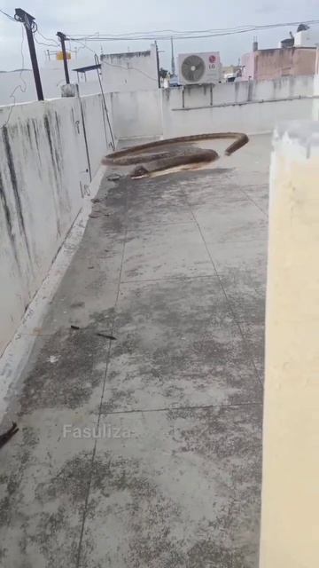 huge cobra found in home #snake #scary #shorts #short # смотреть онлайн