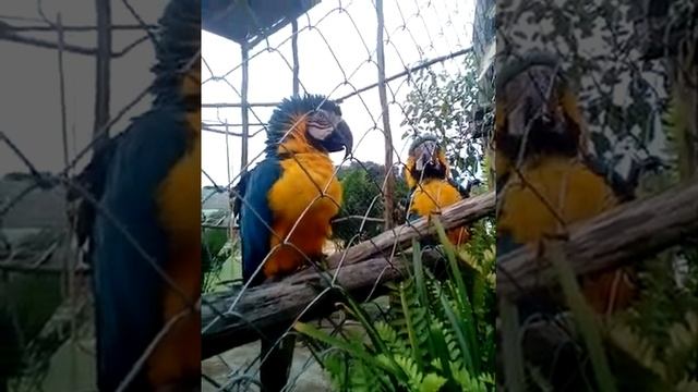 Видео для мамы Погугаи Мексика смотреть онлайн