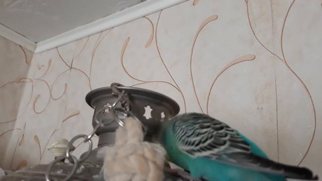 говорящий попугай Кирюша болтает о своём смотреть онлайн