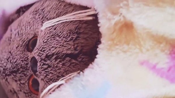 Туториал на салфетки для басиков😺🐾