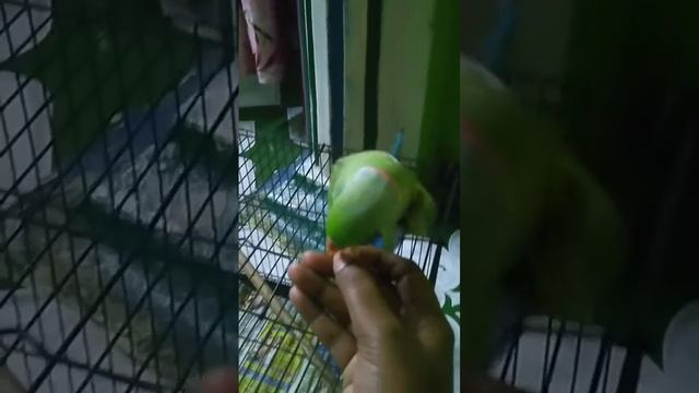 Mittu Chellam 🥰 🥰 🥰 Romba Alaparai Thagamudiyala 🤣 🤣###i Love D Chellam 🥰🥰 🥰