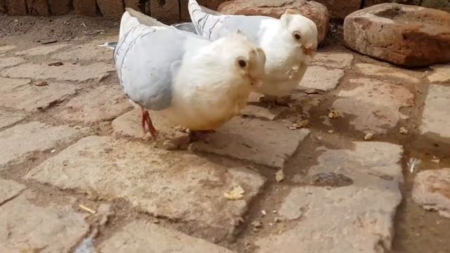 Santi Nate Pigeons¶¶ Desi Pakistani Kbooter By : Entertainment Zone смотреть онлайн