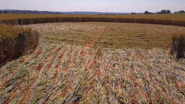 Круги на полях. Июль 2018. Англия, место Coneybury смотреть онлайн