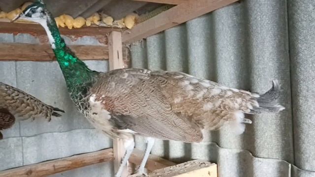 Пара белоглазых павлинов, возраст 6 месяцев. A pair of IB white-eyed peafowls, 6 months old. смотреть онлайн