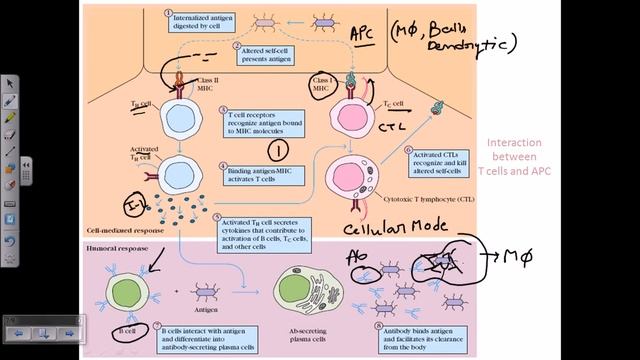 Function of MHC molecules смотреть онлайн
