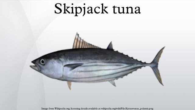 Skipjack tuna смотреть онлайн