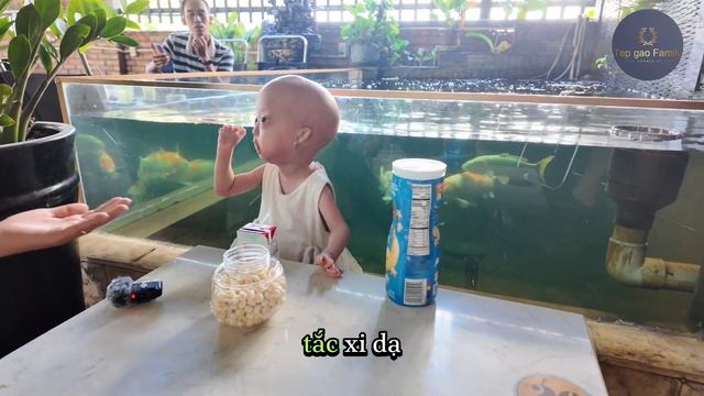 Những Khoảnh Khắc Hài Hước Siêu Dễ Thương Của Gạo.#begaotihon #tepgaofamily #haihuoc #progeria #cut
