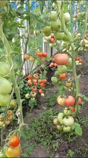 семена томатов смотреть онлайн