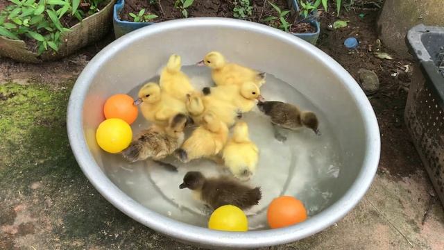 Yellow and black duck swimming/eating смотреть онлайн