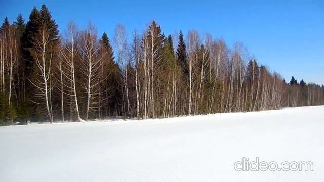 Прогулка по лесу. смотреть онлайн