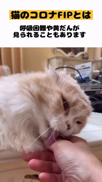 【猫コロナFIPとは】#雑学#猫コロナ#猫あるある#猫かわいい#猫動画#猫おもしろい#Cat#Shorts смотреть онлайн