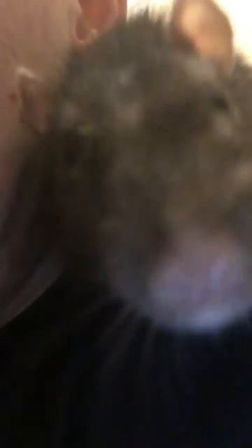 Крыса икает очень смешно!!! смотреть онлайн