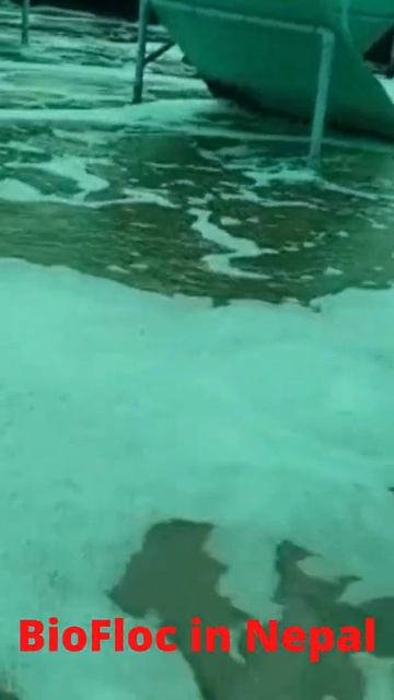 #Short 9 - BioFloc Culture in Nepal - Tilapia, Pangasius & Common Carp Culture in Circular Tank смотреть онлайн