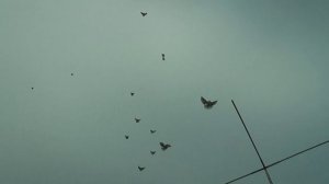 Голуби Геническа 18.11.2016г