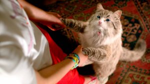 Девять жизней (2016) — Русский трейлер