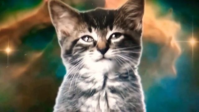 ДУЭТ МЯУ-МЯУ. Аж плакать захотелось смотреть онлайн