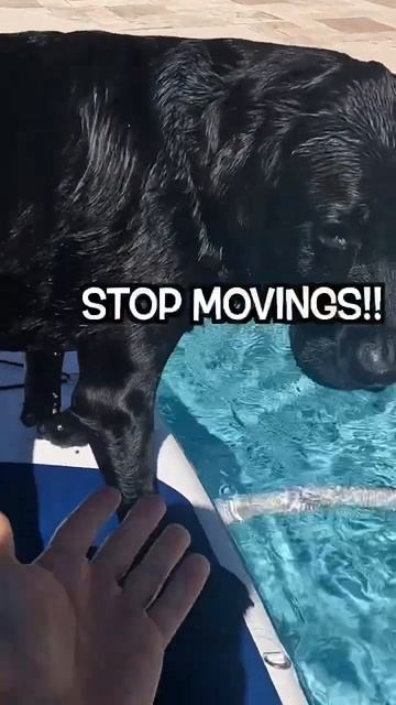 My Labrador Learns How To Paddle Board!! смотреть онлайн