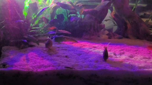 Вечерний аквас - тест камер 4к смотреть онлайн