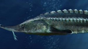 Как ест осетр