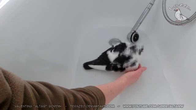 latte the pigeon demands to be pet while bathing (Full original video) смотреть онлайн